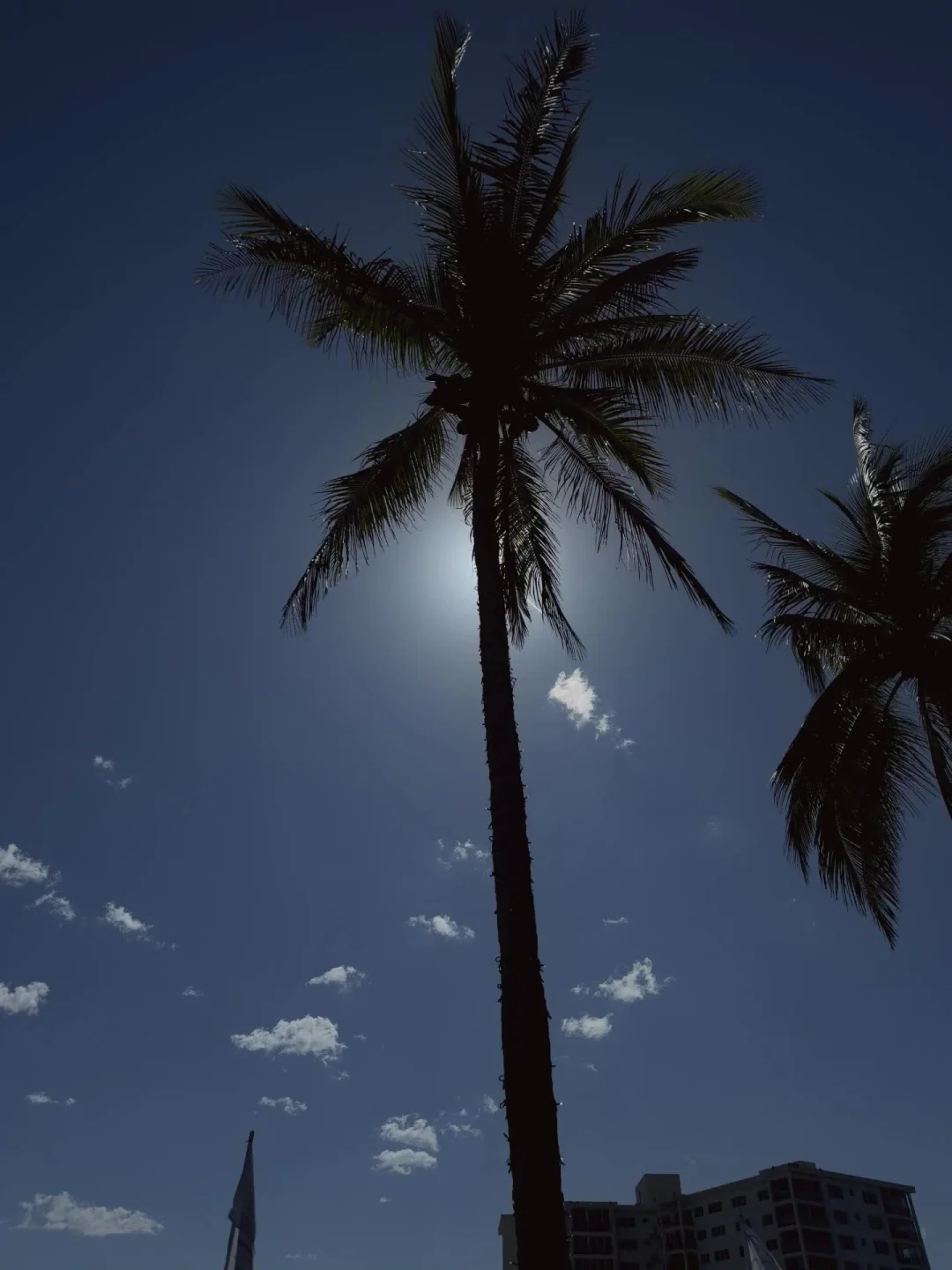 Delray Palm Drift first frame